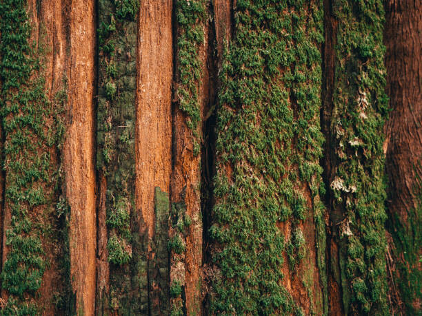 Alex Ratson Umělecká fotografie Natural moss pattern on cedar tree, Alex Ratson, (40 x 30 cm)