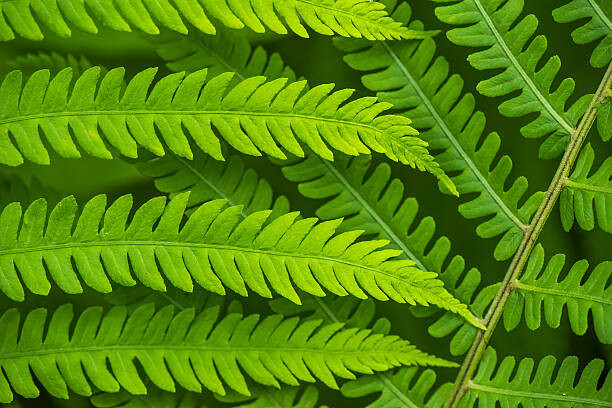 Belyay Umělecká fotografie Fern leaf in the forest - green nature background, Belyay, (40 x 26.7 cm)