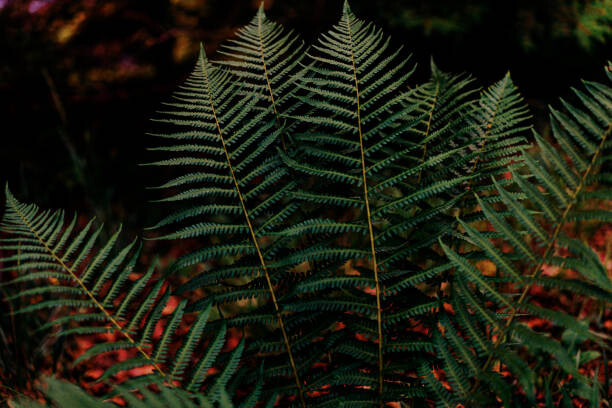 Olena  Malik Umělecká fotografie Dark green fern foliage in the forest, Olena  Malik, (40 x 26.7 cm)