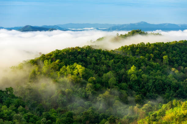 NirutiStock Umělecká fotografie Beautiful mist over green forest on mountain., NirutiStock, (40 x 26.7 cm)