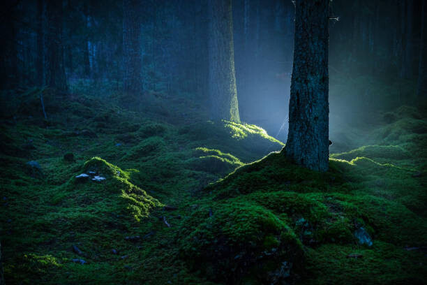 Schon Umělecká fotografie Spruce forest with moss at night, Schon, (40 x 26.7 cm)