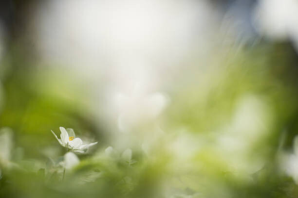 Schon Umělecká fotografie white willows in spring in clear, Schon, (40 x 26.7 cm)