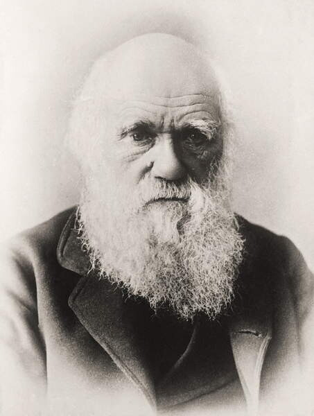 English School, Umělecká fotografie Charles Darwin, English School,, (30 x 40 cm)