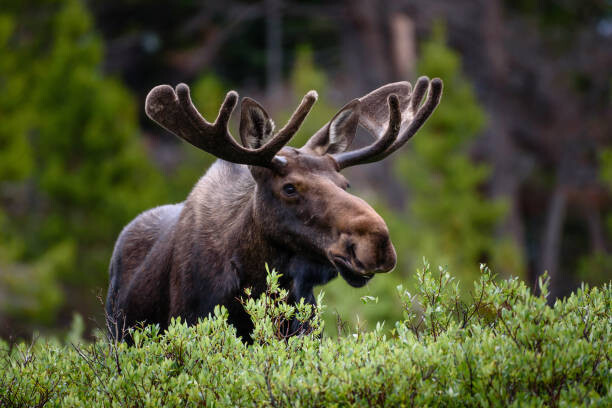 Hawk Buckman / 500px Umělecká fotografie A moose moose in the forest,Fort, Hawk Buckman / 500px, (40 x 26.7 cm)