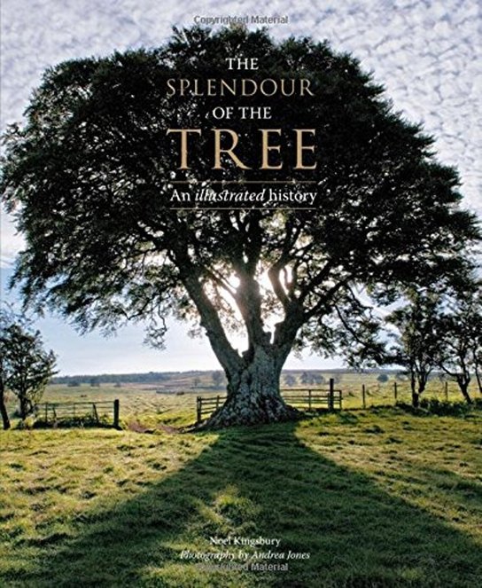 The Splendour of the Tree
