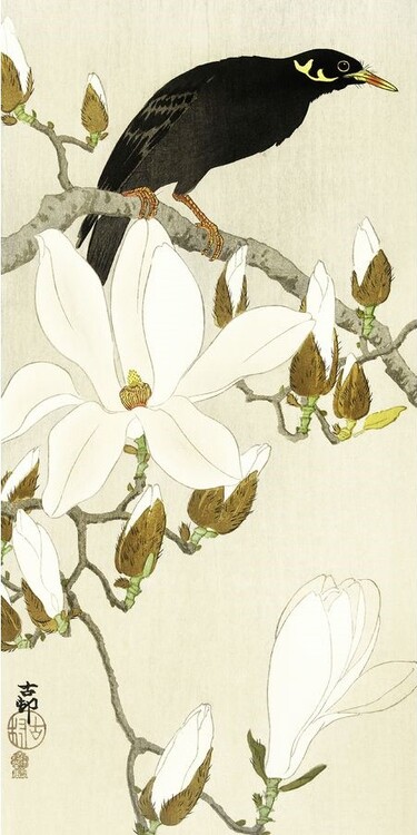 CLOSE UP Umělecký tisk Myna On Magnolia Branch, Ohara Koson, (20 x 40 cm)