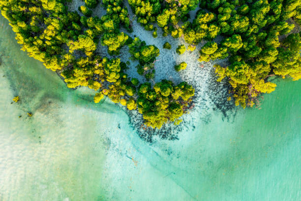 Roberto Moiola / Sysaworld Umělecká fotografie Overhead view of a tropical mangrove lagoon, Roberto Moiola / Sysaworld, (40 x 26.7 cm)