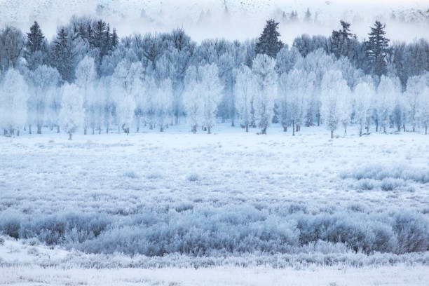 David Clapp Umělecká fotografie Hoar frosted trees in Jackson, Wyoming,, David Clapp, (40 x 26.7 cm)