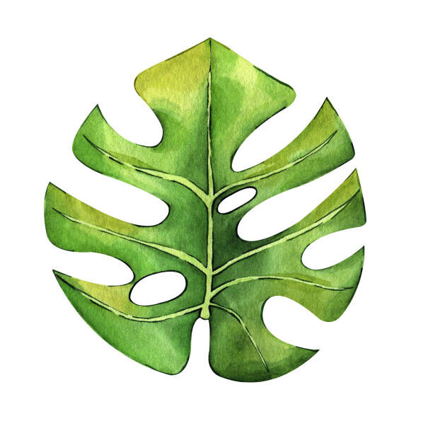 DZHAMILIA ABDULAEVA Ilustrace Watercolor hand painted green tropical leaves,, DZHAMILIA ABDULAEVA, (40 x 40 cm)