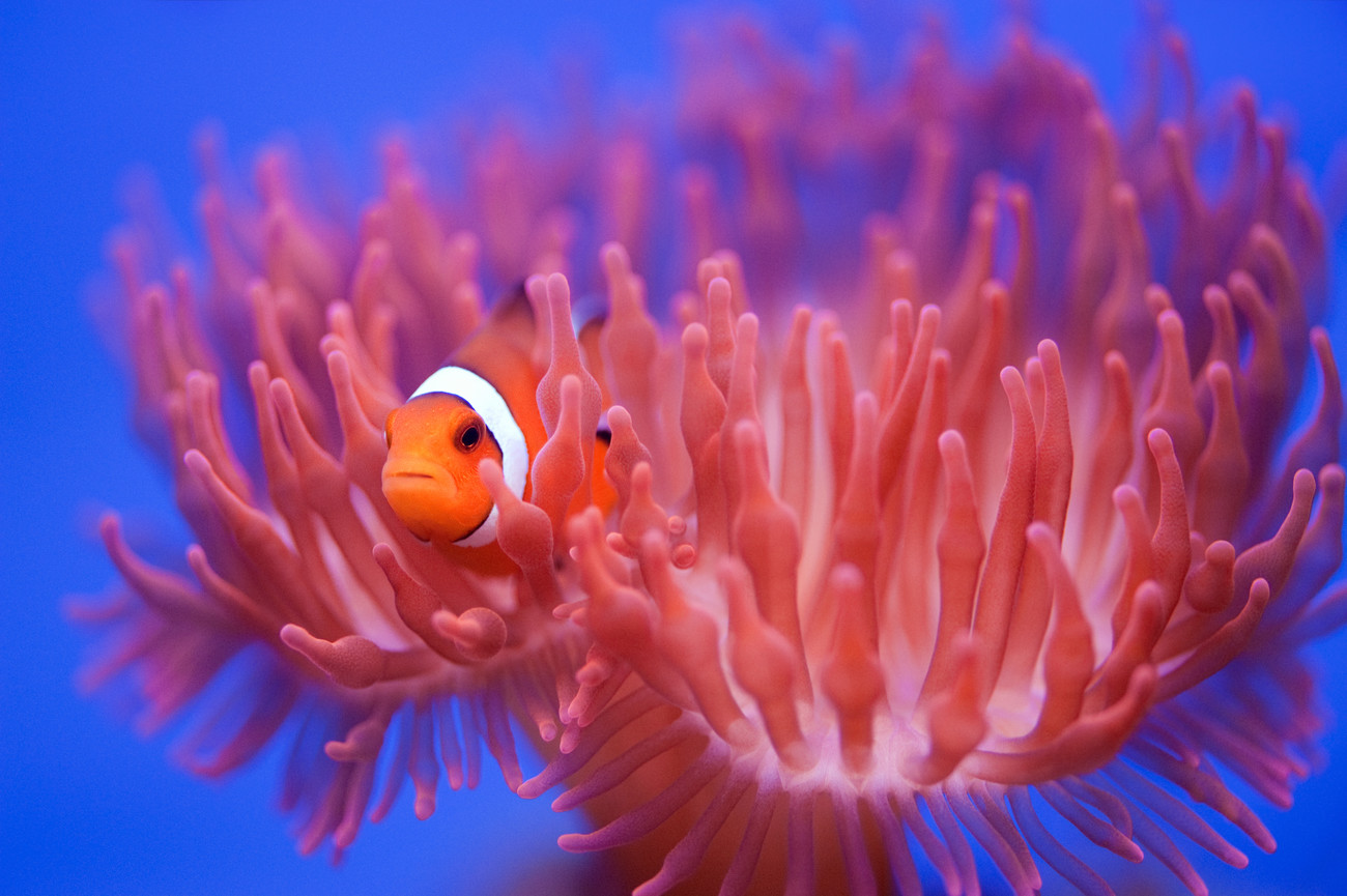 Wendy Umělecká fotografie Finding Nemo, Wendy, (40 x 26.7 cm)