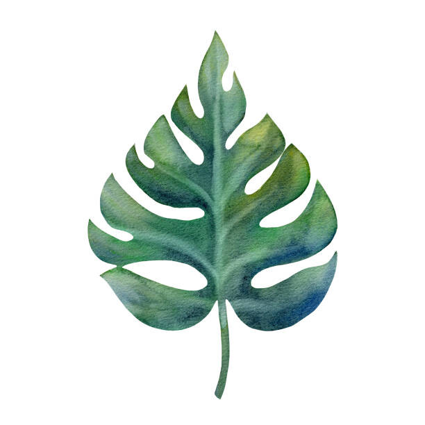 Anastasiia Dubitskaia Ilustrace Watercolor green monstera leaf isolated on, Anastasiia Dubitskaia, (40 x 40 cm)