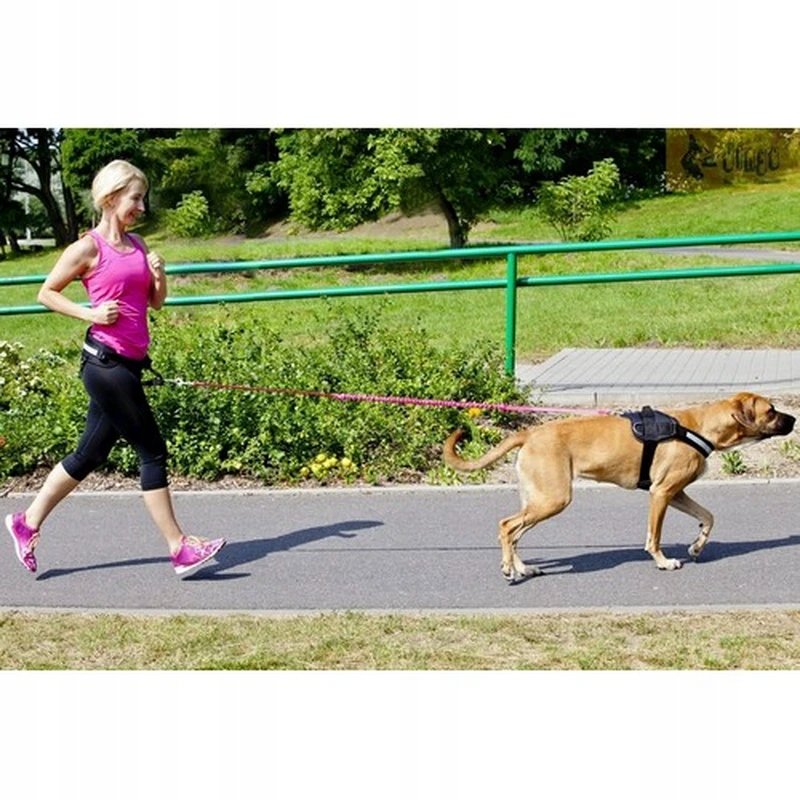 Dingo Vodítko pásek s tlumičem nárazů 170cm s rukojetí černý