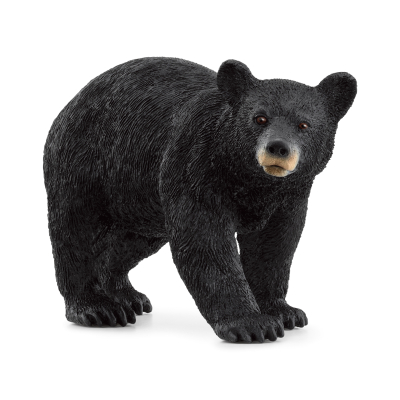 Medvěd černý