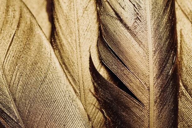 Adrienne Bresnahan Ilustrace Close-up of Gold Leaf Feathers, Adrienne Bresnahan, (40 x 26.7 cm)