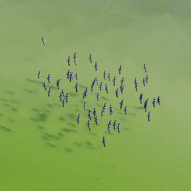 Ignacio Palacios Umělecká fotografie Lake Eyre Aerial Image, Ignacio Palacios, (40 x 40 cm)
