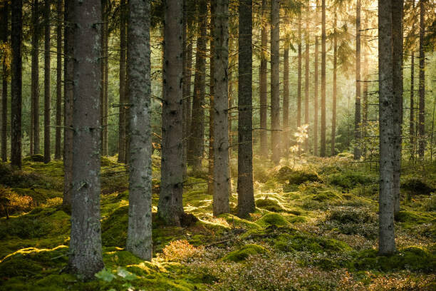 Schon Umělecká fotografie Evening sun shining in spruce forest, Schon, (40 x 26.7 cm)