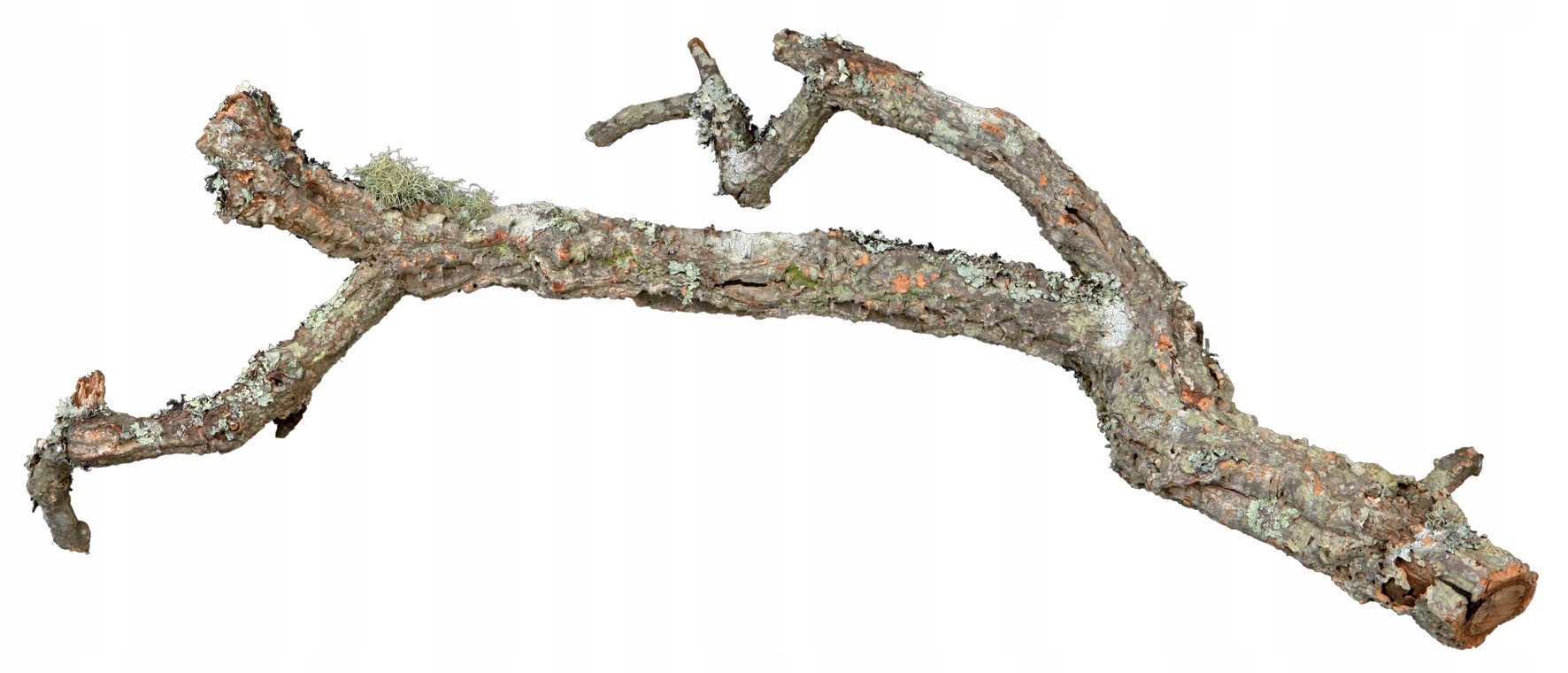 Větev korkového dubu, 60 cm, XL