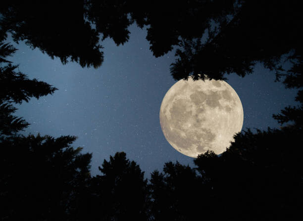 Jasmin Merdan Umělecká fotografie Full super moon over forest, Jasmin Merdan, (40 x 30 cm)