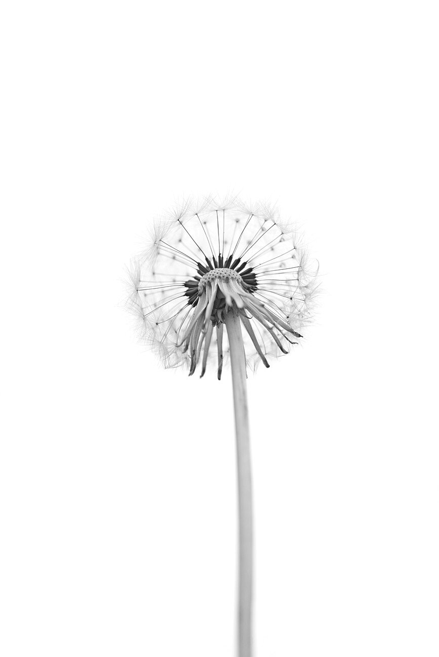 Lotte Gronkjar Umělecká fotografie Dandelion, Lotte Gronkjar, (26.7 x 40 cm)