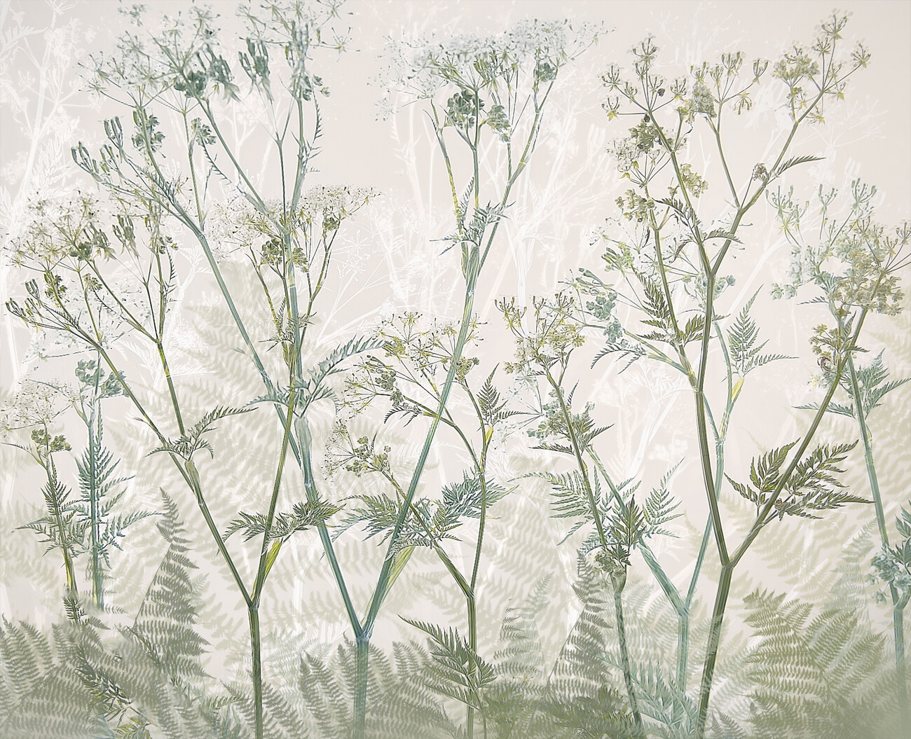 Nel Talen Ilustrace Cow parsley, Nel Talen, (40 x 35 cm)