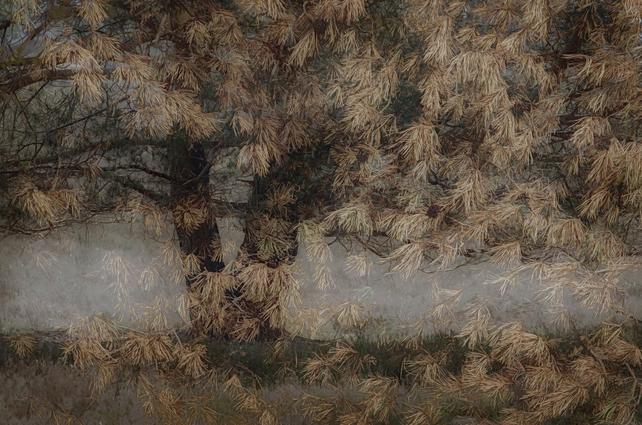 Nel Talen Ilustrace Pine tree, Nel Talen, (40 x 26.7 cm)