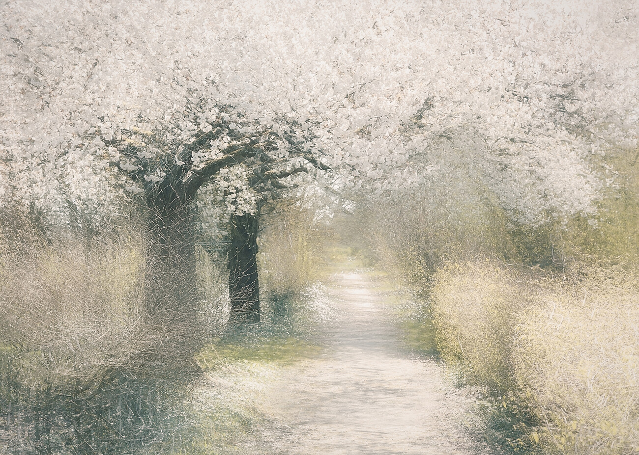 Nel Talen Ilustrace Cherry blossom, Nel Talen, (40 x 30 cm)