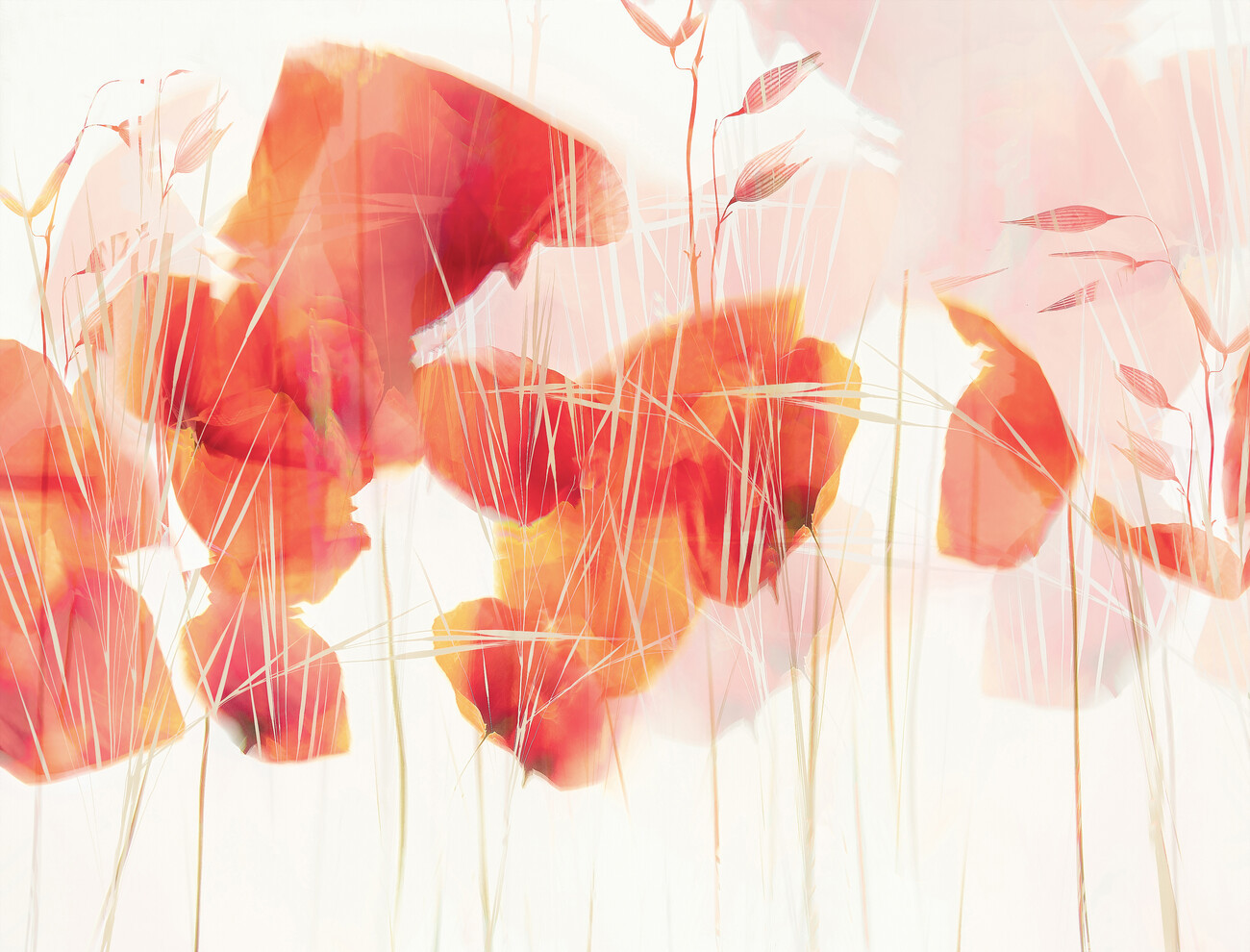 Nel Talen Ilustrace Modern poppies, Nel Talen, (40 x 30 cm)