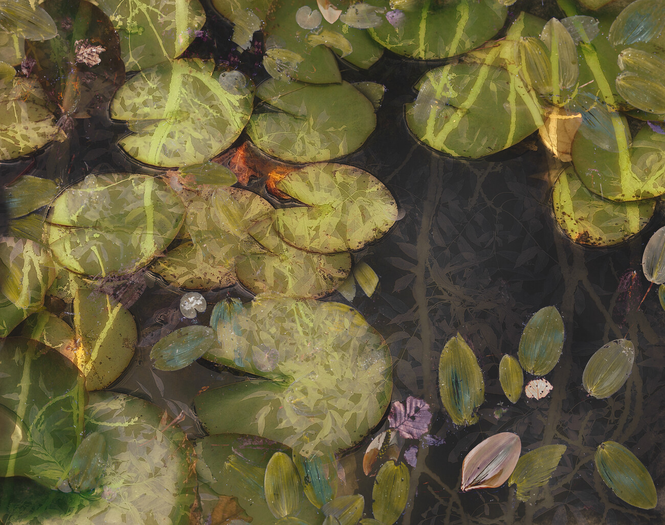 Nel Talen Ilustrace Pond plants, Nel Talen, (40 x 30 cm)
