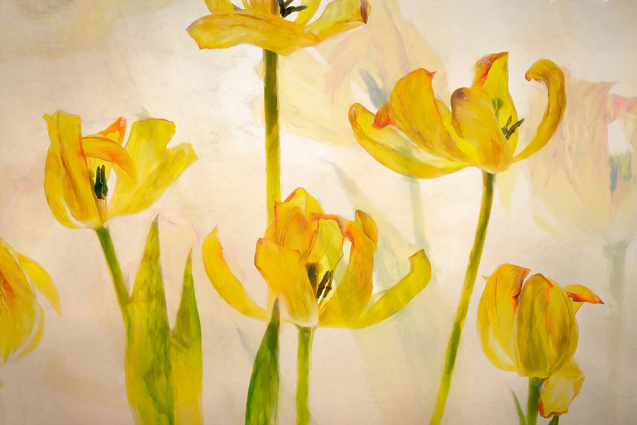 Nel Talen Ilustrace Flowering tulips, Nel Talen, (40 x 26.7 cm)
