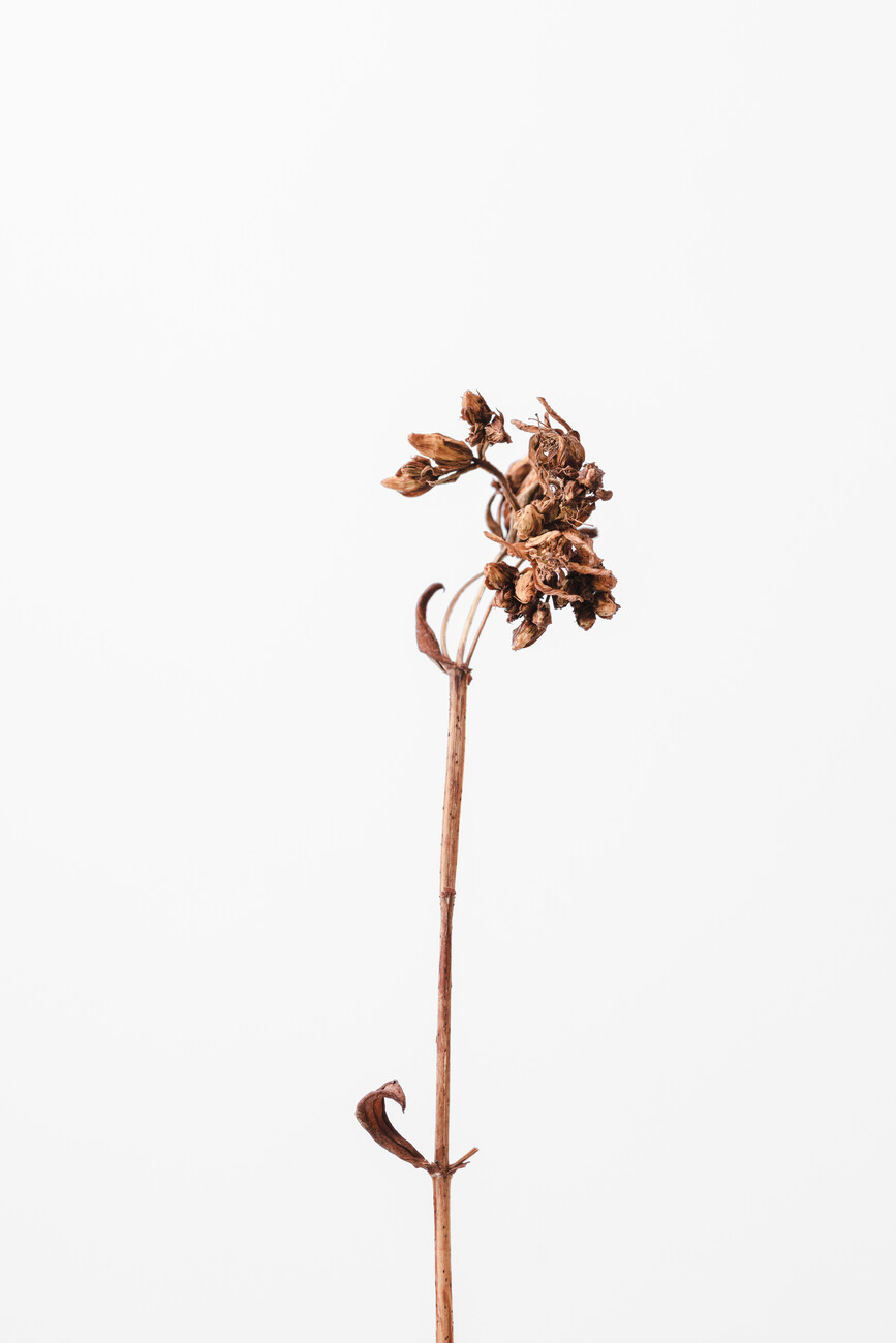 Studio Collection Umělecká fotografie Dried brown plant 2, Studio Collection, (26.7 x 40 cm)