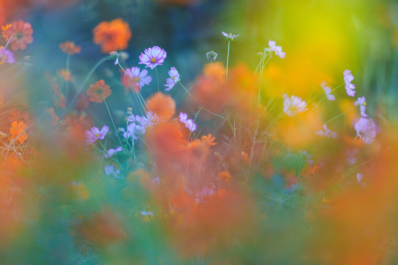 Junko Torikai Umělecká fotografie The Colorful Garden, Junko Torikai, (40 x 26.7 cm)