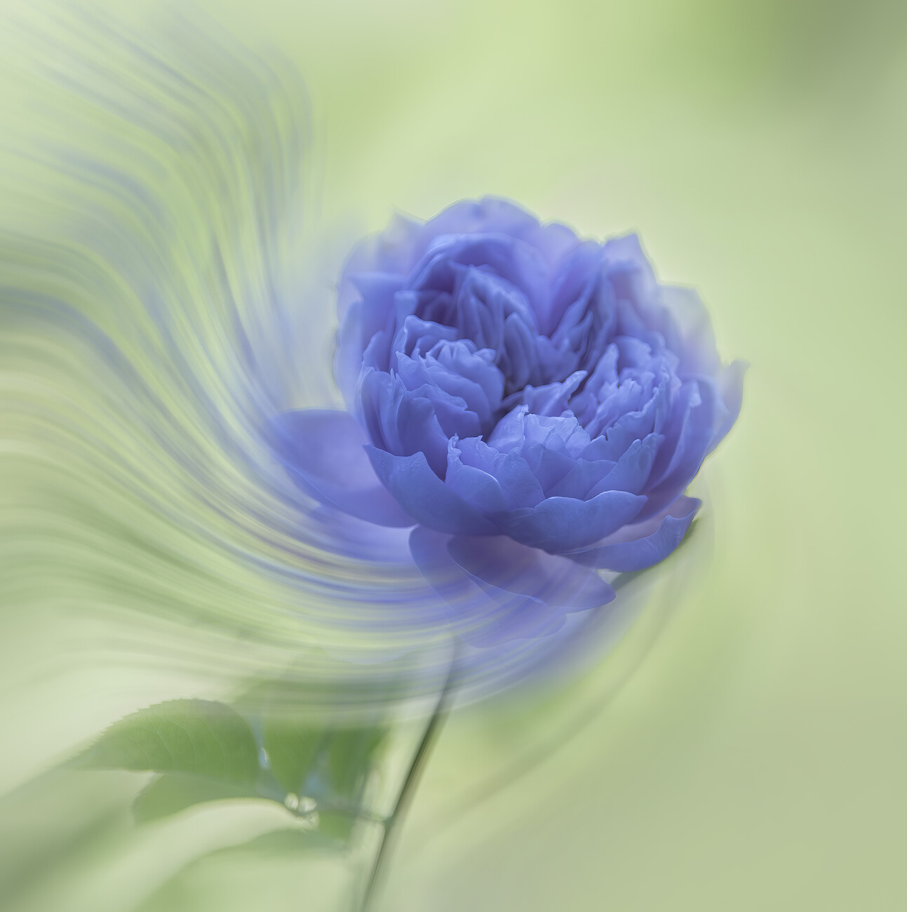 Judy Tseng Umělecká fotografie Blue rose, Judy Tseng, (40 x 40 cm)