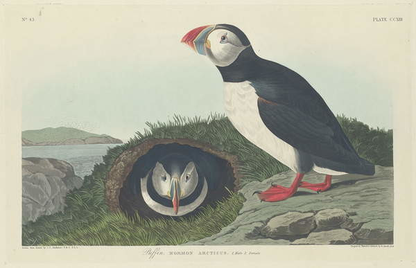 John James (after) Audubon John James (after) Audubon - Obrazová reprodukce Puffin, 1834, (40 x 26.7 cm)