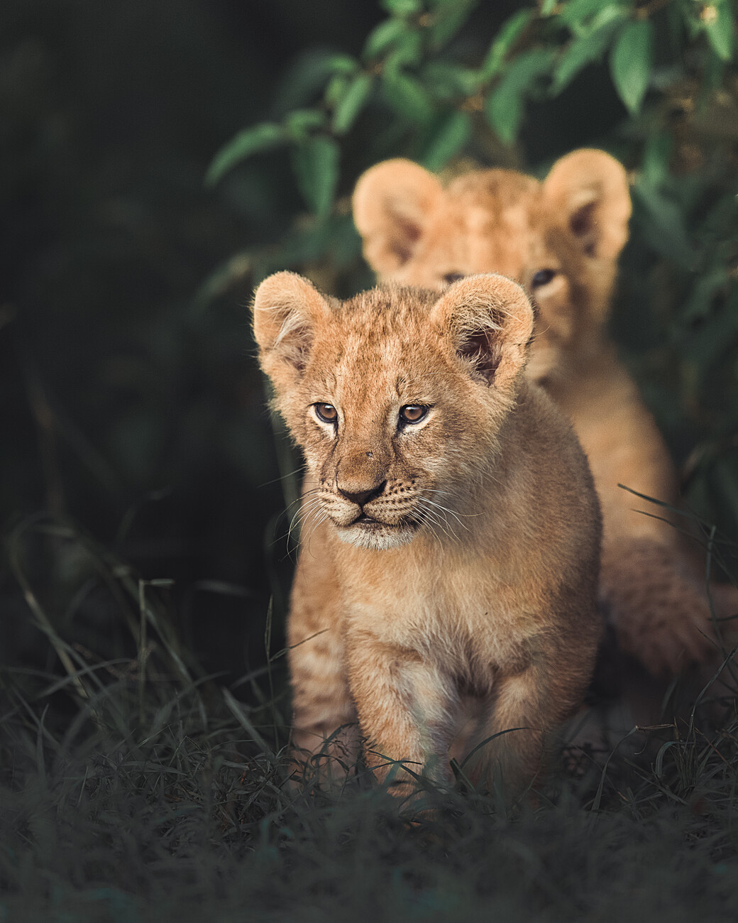 Ahmed Sobhi Umělecká fotografie Lion king, Ahmed Sobhi, (30 x 40 cm)