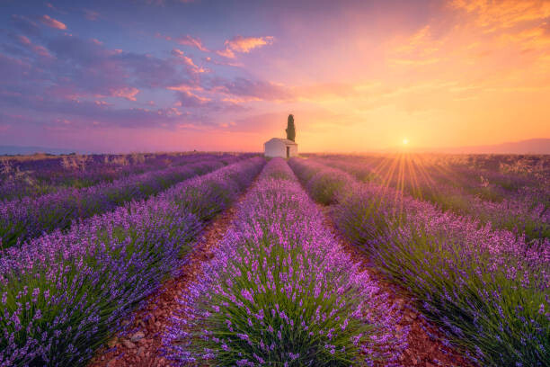 Westend61 Ilustrace France, Alpes-de-Haute-Provence, Valensole, lavender field at, Westend61, (40 x 26.7 cm)