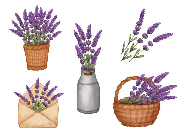 Evgeniya Sheydt Ilustrace Set watercolor lavender bouquet in bucket,, Evgeniya Sheydt, (40 x 30 cm)