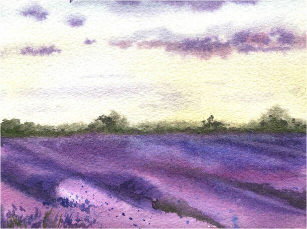 Elena Dorosh Ilustrace Watercolor lavender field, hand drawn Provencal, Elena Dorosh, (40 x 30 cm)