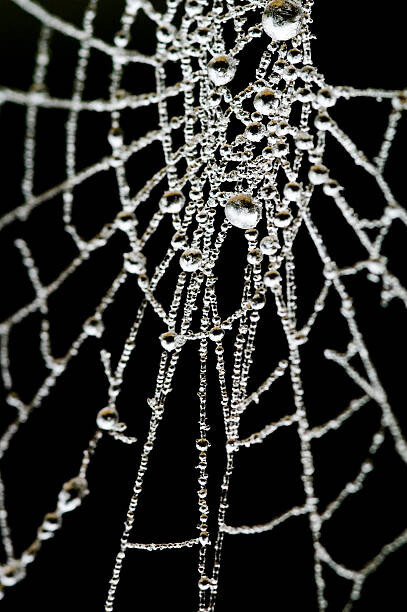 samveitch Fotografie Spider Web, samveitch, (26.7 x 40 cm)
