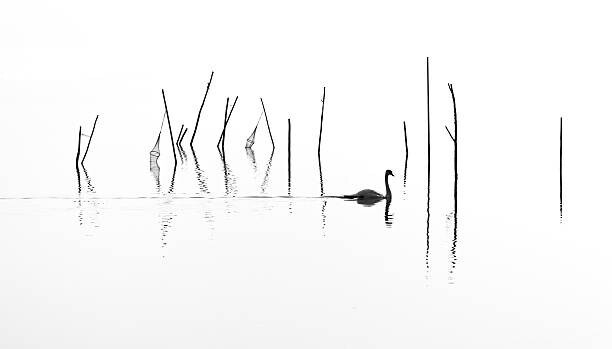 RelaxFoto.de Fotografie Silhouette of Swan swimming through fish, RelaxFoto.de, (40 x 22.5 cm)