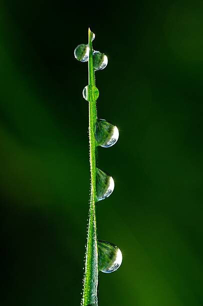 japedro Fotografie Drops of dew, japedro, (26.7 x 40 cm)