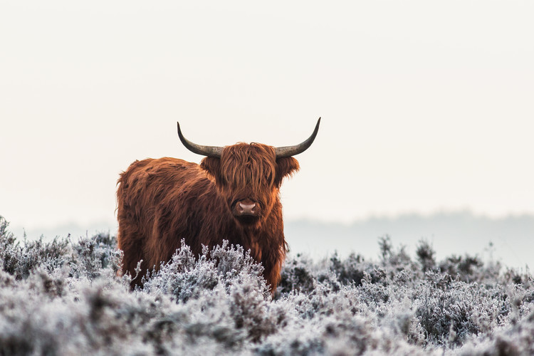 Jaap van den Fotografie Highlander, Jaap van den, (40 x 26.7 cm)