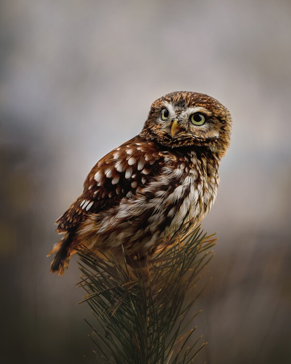 Michaela Firesova Fotografie Morning with owl, Michaela Firesova, (30 x 40 cm)