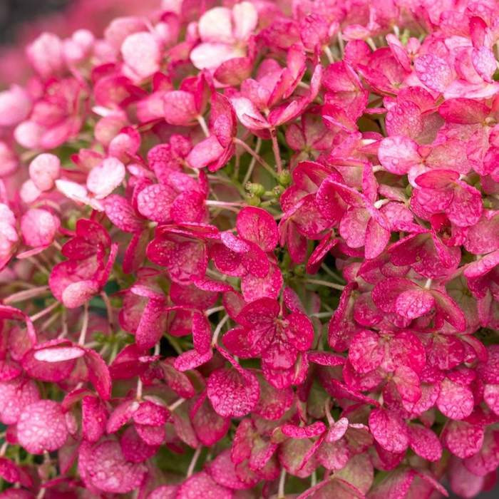 Hortenzie latnatá 'Living Little Rosy' květináč 6 litrů