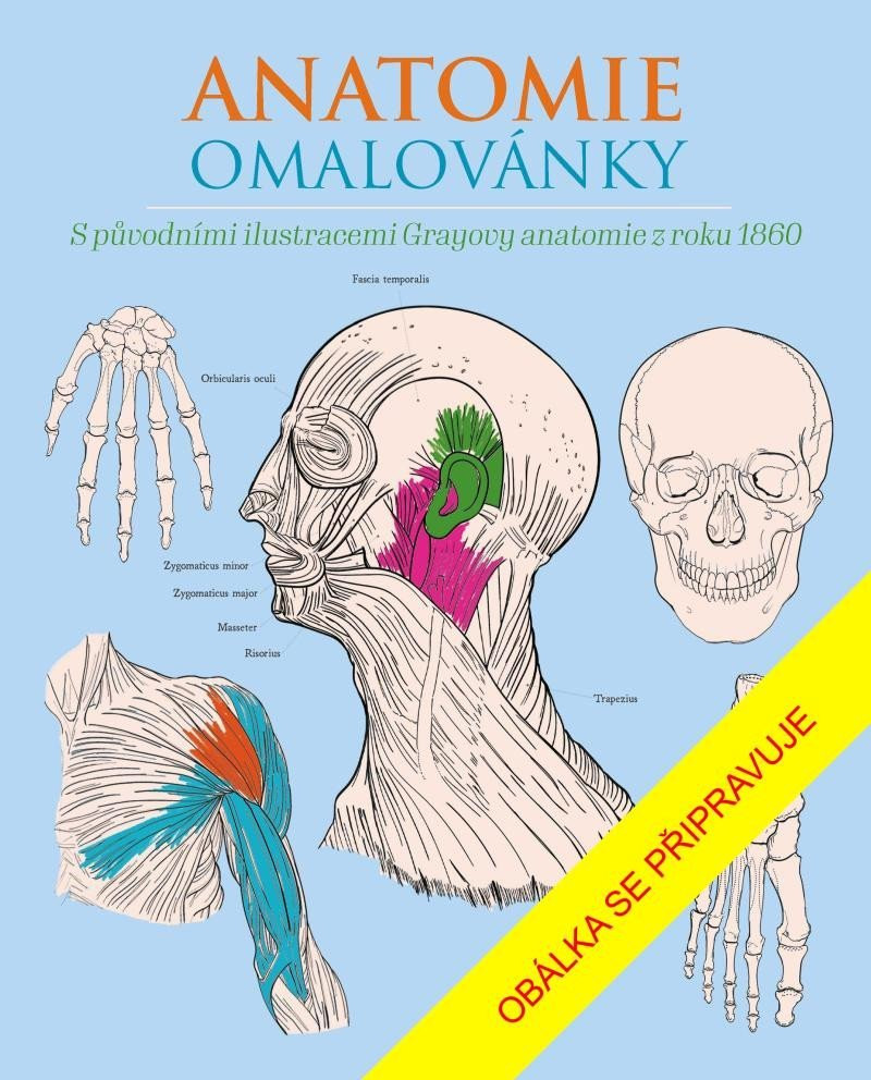 Anatomie omalovánky - Henry Gray