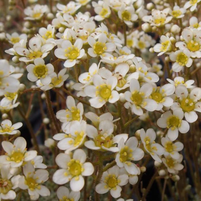 Lomikámen vždyživý 'Minutifolia' květináč 9cm