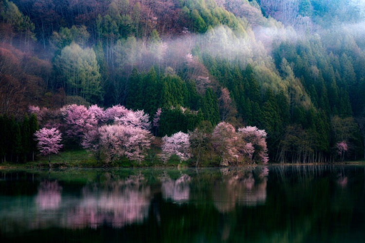 Takeshi Mitamura Fotografie In The Morning Mist, Takeshi Mitamura, 40x26.7 cm