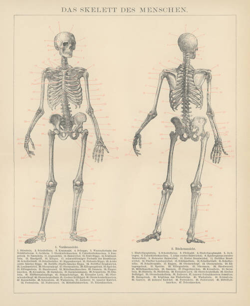 mikroman6 Ilustrace Old engraved illustration of human skeletons, mikroman6, 35x40 cm