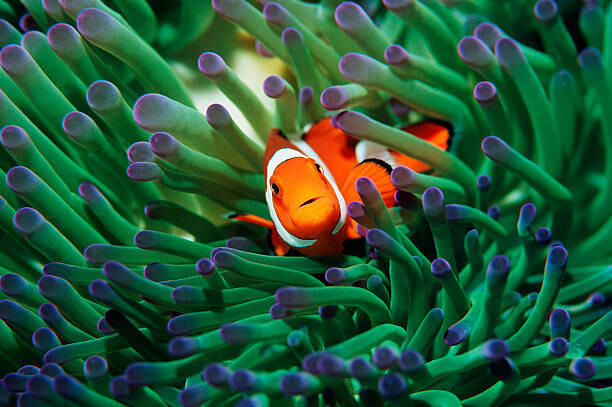 Georgette Douwma Fotografie False clown anemonefish  sheltering in, Georgette Douwma, 40x26.7 cm