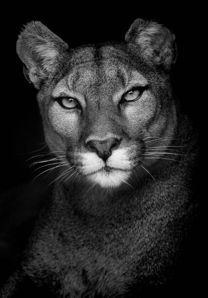 Andy Smith Fotografie Portrait of a Puma, Andy Smith, 26.7 × 40 cm