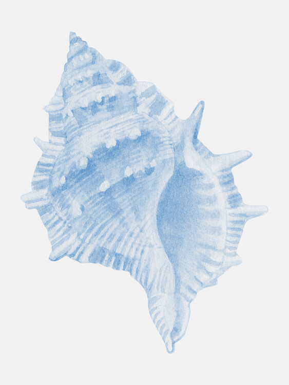 Jolly and Dash Ilustrace One Blue Conch, Jolly and Dash, 30 × 40 cm